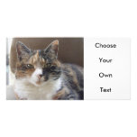 Cat 'Red' portrait photo cards