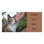 Cat 'Red' with big eyes photo cards