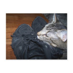 cat resting on old shoes postcard