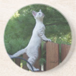 Cat Series---Serval Savannah Cat---Coaster