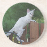 Cat Series---Serval Savannah Cat---Coaster