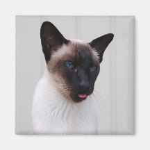 Cat Siamese Portrait Refrigerator Magnet