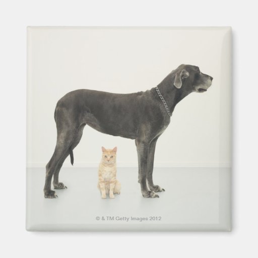 Cat sitting beneath Great Dane Fridge Magnets