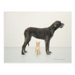 Cat sitting beneath Great Dane Postcards
