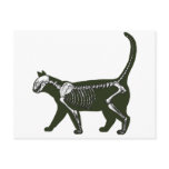 cat skeleton postcards