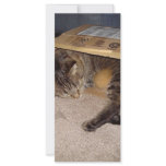 Cat sleeping in box rack cards