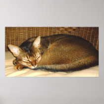 Cat Sleeping in Wicker Chair