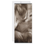cat sleeping rack cards