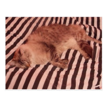 cat sleeps cute POstcard