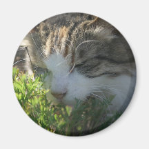 Cat Smelling a Plant Refrigerator Magnet