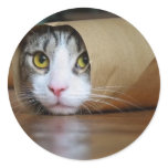 Cat stickers