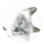 Cat Stickers