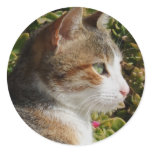 Cat Stickers
