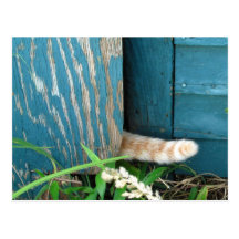 Cat Tail ~ postcard