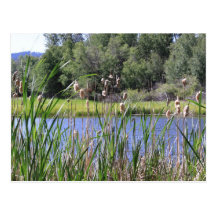 Cat tails lake Post Card