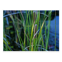 cat tails post card
