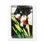 Cat Tails Post Cards