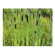 Cat Tails Postcard