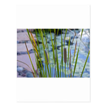 cat tails postcard