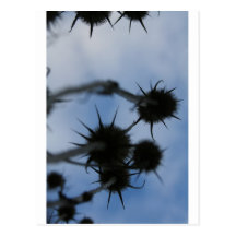 Cat tails. postcards