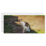 Cat - The Mouser rack cards