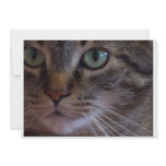 Cat Wait to See You Invitation