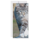 Cat Walk rack cards