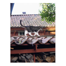 Cat walking on roof of shed post cards