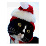 Cat wearing santa hat photograph, BW kitty Postcard