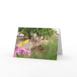 Cat with Geranium cards
