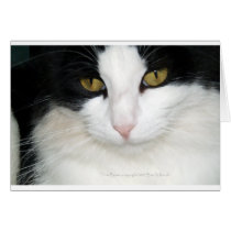 Cat with Golden Eyes Cards