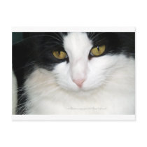Cat with Golden Eyes Post Cards