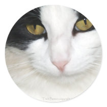 Cat with Golden Eyes Stickers
