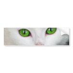 Cat with Green Eyes
