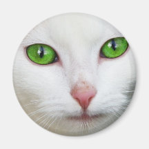 Cat with Green Eyes Magnets