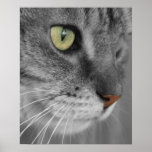 Cat with Green Eyes Poster Print