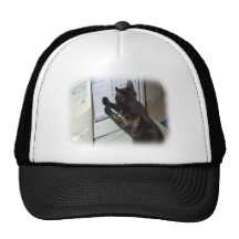 Cat with PC Mesh Hat