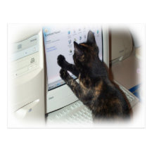 Cat with PC Post Cards