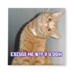 cat wtf magnets