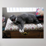 Cat Yawn! Print