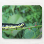 Cataba Catalpa Caterpillar Yellow and Black mousepads