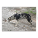 Catahoula leopard Dog cards