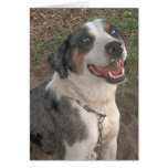 Catahoula Leopard Dog cards