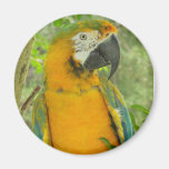 Catalina Macaw Refrigerator Magnets