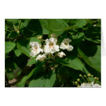 Catalpa Blossom Card