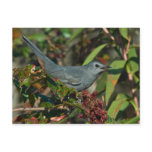 Catbird Postcard