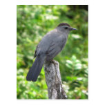 Catbird Postcard