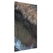 CATC Catkins at the Creek Gallery Wrapped Canvas