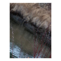 CATC Catkins at the Creek Photograph