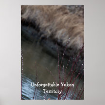 CATC Catkins at the Creek Posters